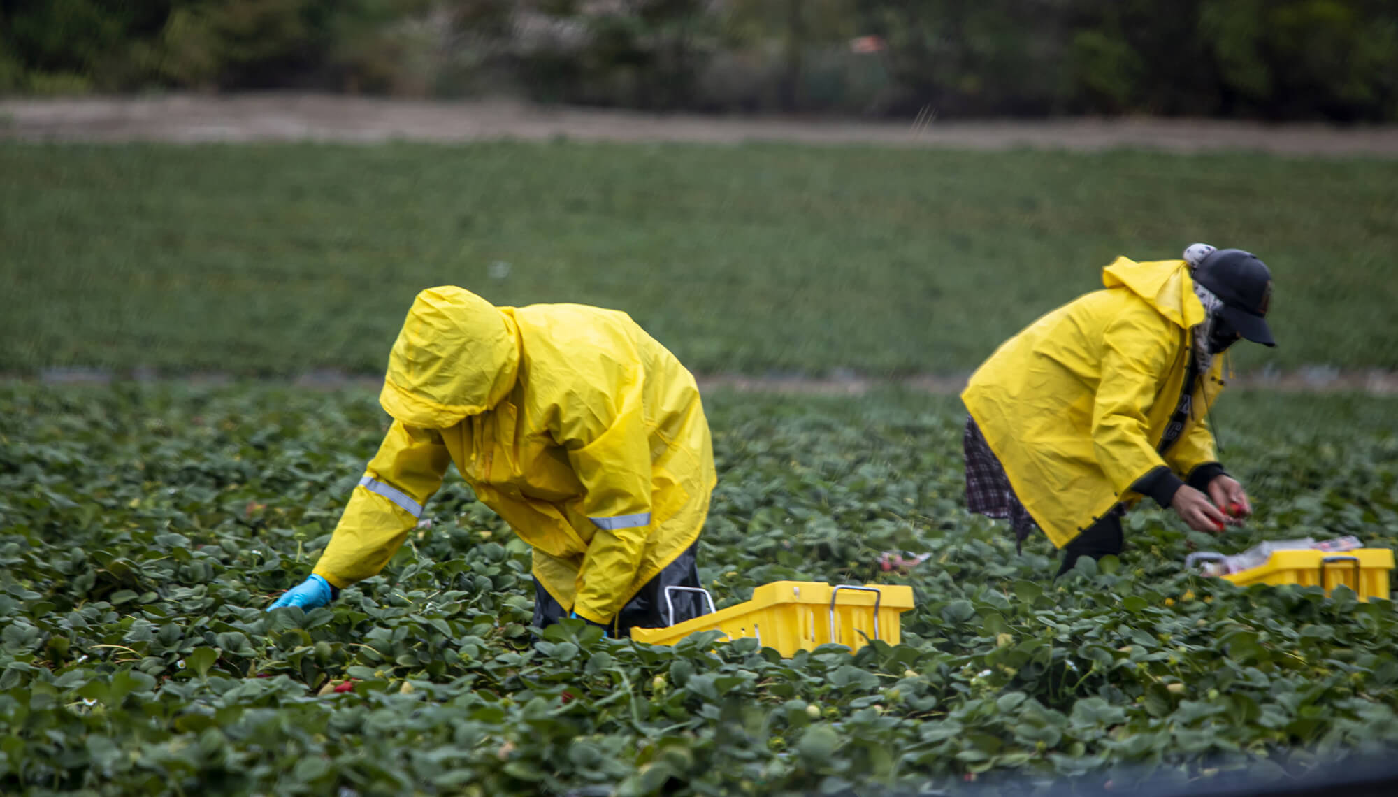 2 workers wearing yellow on a field